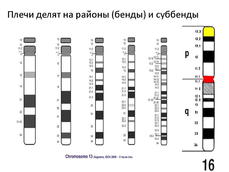 Плечи делят на районы (бенды) и суббенды